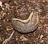 Slug, Philomycus carolinianus.JPG