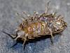 Sow Bug upside down, Porcellio.JPG