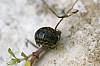 Sow Bug, Porcellio scaber (3).JPG