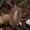 Sow Bug, Porcellio scaber (4).JPG