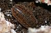 Sow Bug, Porcellio scaber (5).JPG