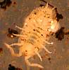 Sow Bug, Porcellio sp. (2).JPG