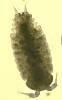 Sow Bug, Porcellio sp. (3).JPG