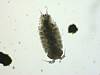 Sow Bug, Porcellio sp. (4).JPG