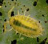 Sowbug (Woodlice) Porcellio sp..JPG