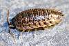 Sowbug, Porcellio sp. (2).JPG