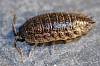 Sowbug, Porcellio sp..JPG