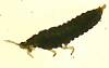 Springtail sp. (2).JPG