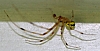 cobweb_weaver_spider_steatoda_triangulosa(2).jpg