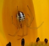 cobweb_weaver_spider_theridion_triangulosa(3).jpg