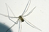 long-bodied_cellar_spider_phlocus_phalangoides.JPG