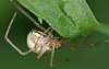 sheetweb_spider_hammock_spider_pityohyphantes_costatus.jpg