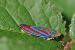 Photograph of the candy-striped Leafhopper