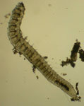 Photograph of an aquatic worm