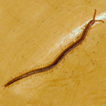 Photograph of a centipede