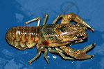 Photograph of an crayfish