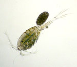 Photograph of an small crustacean