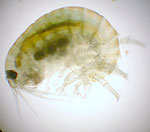 Photograph of a small crustacean