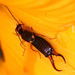 Photograph of a earwigs