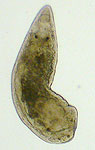 Photograph of a flatworm