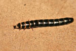 Photograph of insect larvae