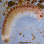 Photograph of a millipede