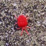 Photograph of a mite