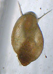 Photograph of a mollusk