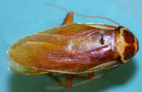 Photograph of a cockroach