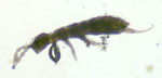 Photograph of a springtail